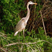 potosi bird observation